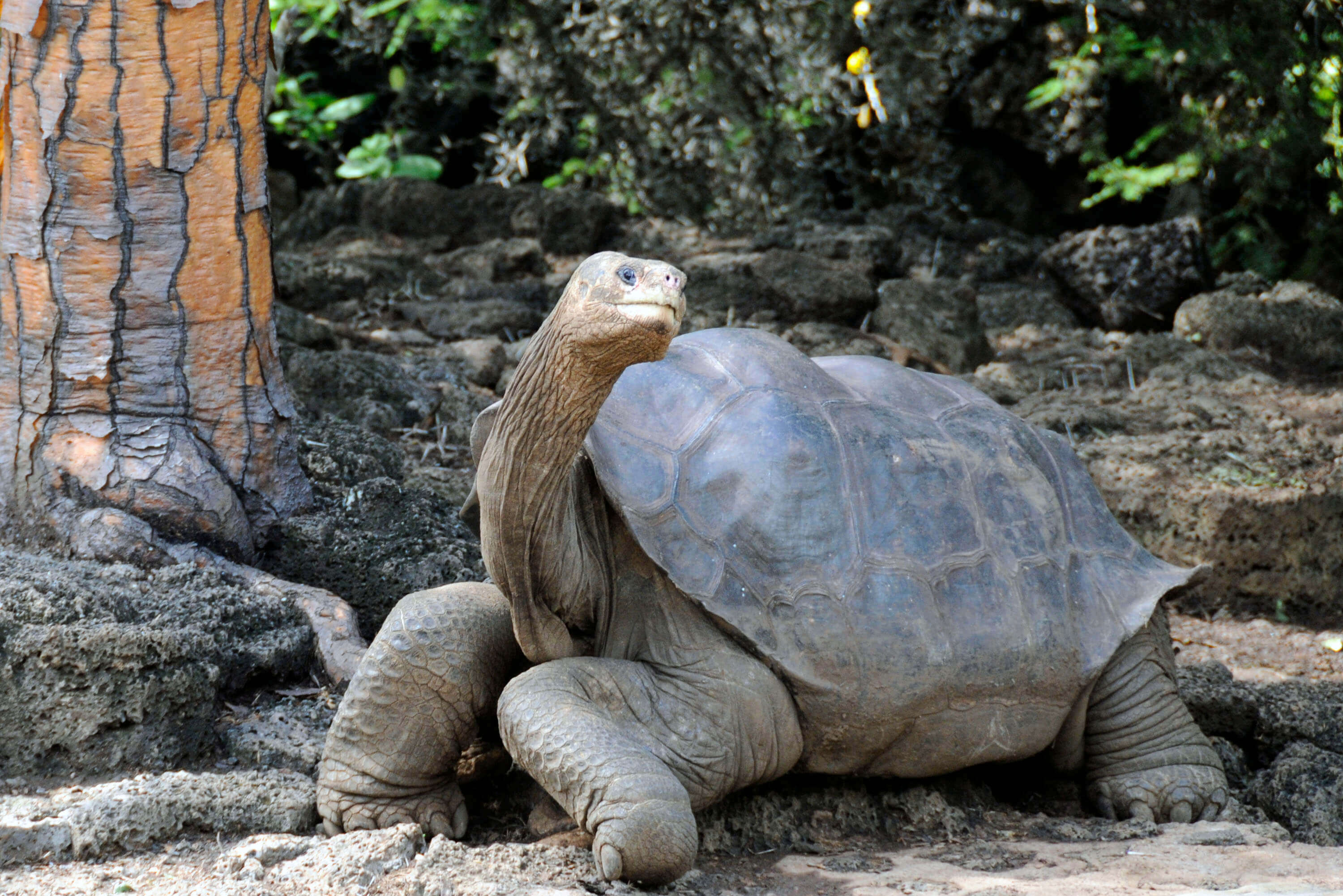 Pauschalreisen auf die Galapagos-Inseln - mit uns entdecken Sie Fauna und Flora