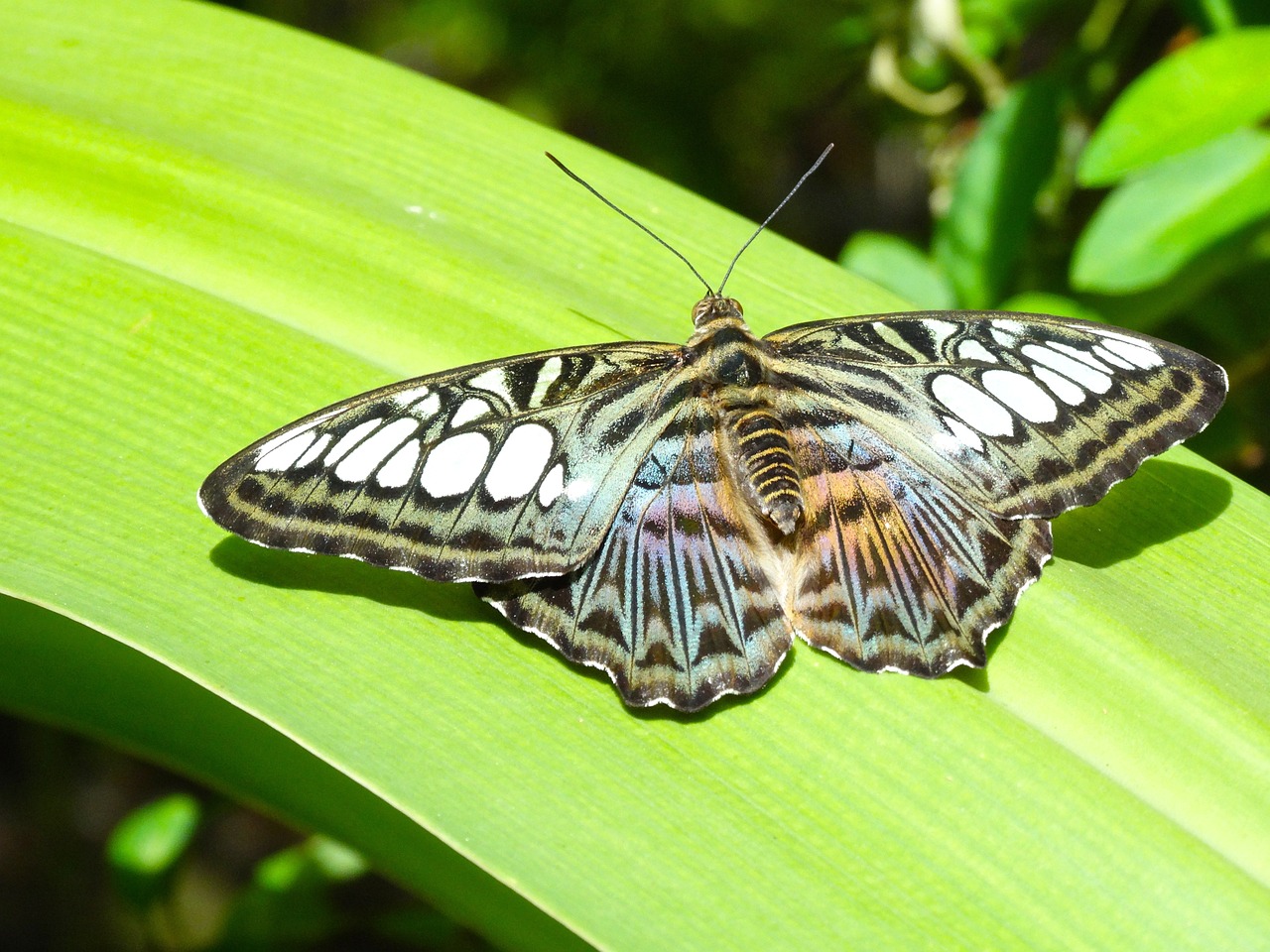 Ein bunter Schmetterling im Arikok Nationalpark auf Aruba